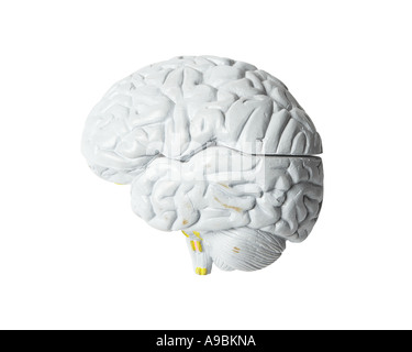 Modèle médical cerveau on white background with clipping path Banque D'Images