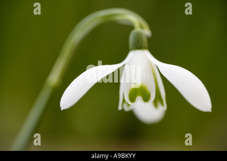 Au début du printemps des fleurs perce-neige Galanthus nivalis Scotland UK Banque D'Images