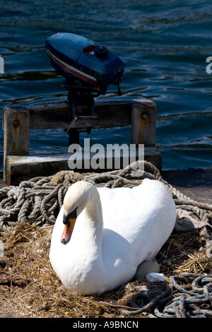 Cygne muet sur son lieu d'incubation dans le port Banque D'Images