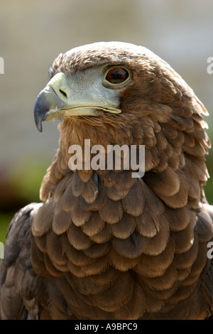 Belle aigle Banque D'Images