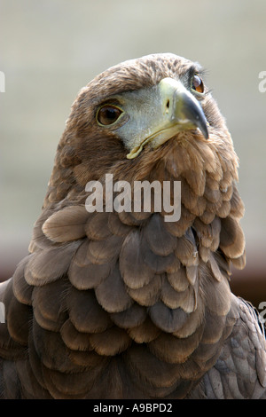 Belle Aigle Bateleur Banque D'Images