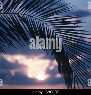 De palmier au coucher du soleil Banque D'Images