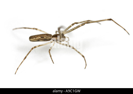 Tetragnatha nigrita femelles spiderling, sous-famille des Trochilinae, appelé The Orbweavers plate longue ou d'Étirer les araignées Banque D'Images