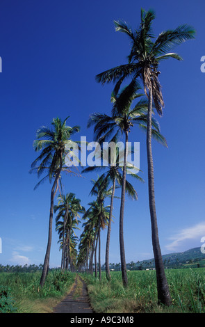 Palmiers Cocos près de Saint Louis, sur l'île de la Réunion, France, océan Indien, Afrique. Banque D'Images