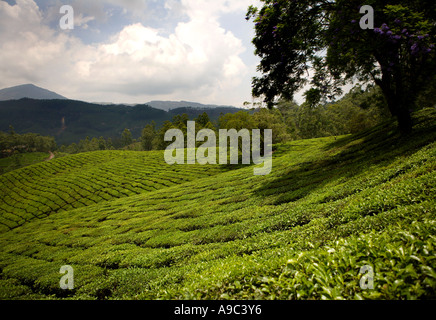 La plantation de thé, Munnar, Kerala, Inde du Sud. Banque D'Images