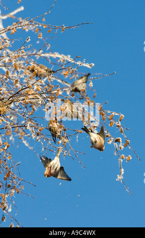 Troupeau de Redpolls (Acanthis flammea / Carduelis flammea) se nourrissant de la branche de bouleau contre le ciel bleu , Finlande Banque D'Images