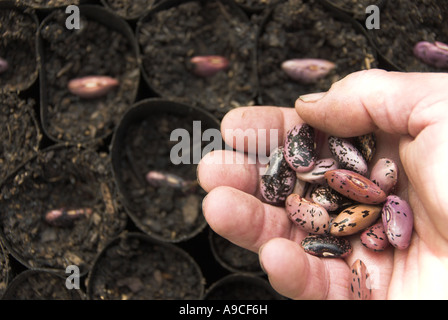 Les haricots d'Espagne d'être plantées dans des pots biodégradables fibre Norfolk UK Avril Banque D'Images