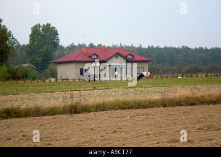 Maison de campagne avec des antennes paraboliques et des vaches en cour avant. Zawady Pologne Banque D'Images