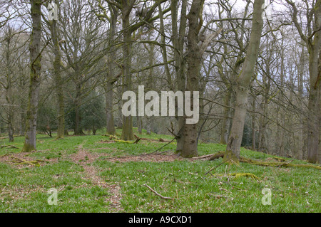 Bois de chêne antique au début du printemps Nagshead réserver Forêt de Dean l'Angleterre Banque D'Images