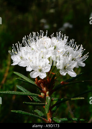 Marais de Rhododendron Tomentosum thé du Labrador Banque D'Images