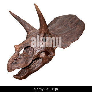 Triceratops horridus Cast d'un crâne du Crétacé Supérieur Formation de Hell Creek Harding Comté Dakota du Sud USA Banque D'Images