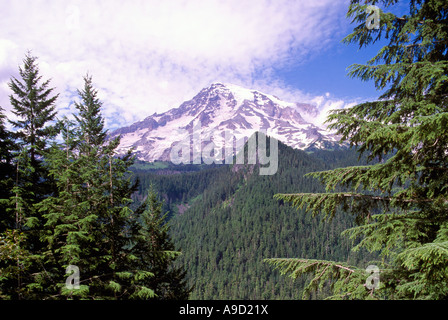 Parc national de Mount Rainier, Washington State, USA - Mt Rainier et les vieux peuplements de conifères Forêt vu du Paradis Salon Banque D'Images