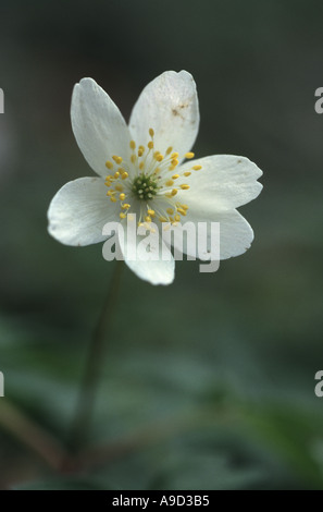 Anémone des bois Anemone nemorosa Banque D'Images