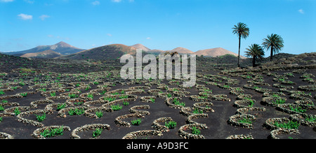 La culture typique près de Yaiza, Lanzarote, îles Canaries, Espagne Banque D'Images