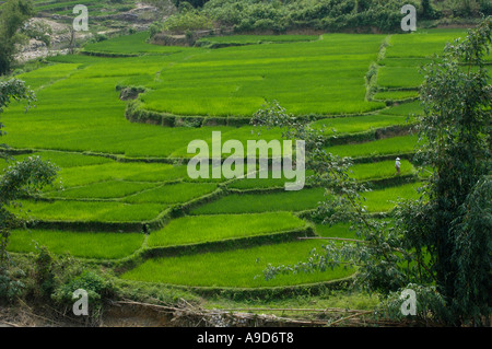 Des rizières en terrasses à Hainan Chine 30 Mar 2006 Banque D'Images
