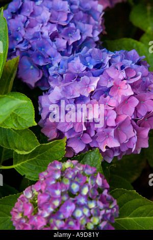 Fleur d'hortensias roses et bleus Banque D'Images