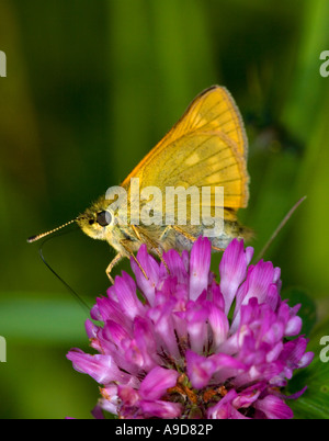 Grand Skipper (Ochlodes venata) se nourrissant d'une fleur de trèfle Banque D'Images