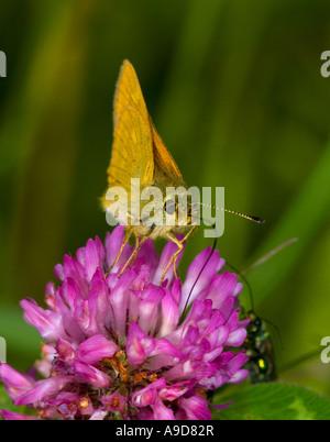 Grand Skipper (Ochlodes venata) se nourrissant d'une fleur de trèfle Banque D'Images