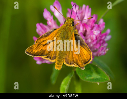 Grand Skipper (Ochlodes venata) se nourrissant d'une fleur de trèfle Banque D'Images