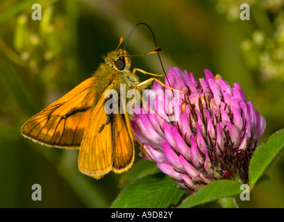 Grand Skipper (Ochlodes venata) se nourrissant d'une fleur de trèfle Banque D'Images