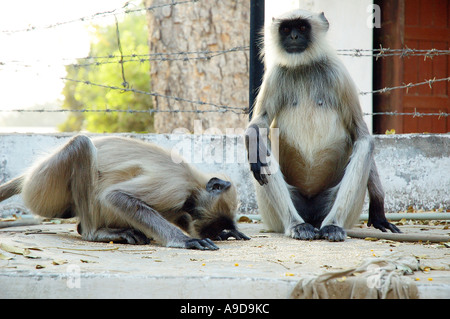 Deux singes langurs RAJ78156 Banque D'Images