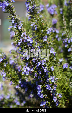 Rosemary Herb growing in garden Banque D'Images