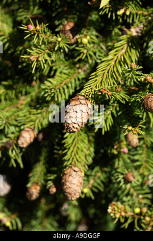 L'épicéa commun Picea abies Pusch Pinaceae Banque D'Images