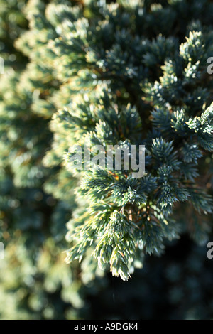 Genévrier 'Blue star' Juniperus Squamata Banque D'Images