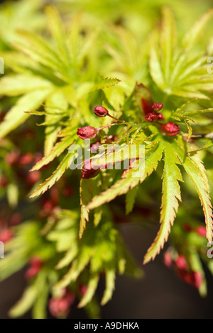 L'érable japonais 'Sharps pygmées' Acer palmatum Banque D'Images