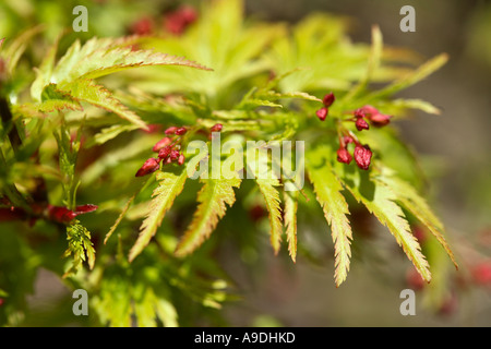 L'érable japonais 'Sharps pygmées' Acer palmatum Banque D'Images