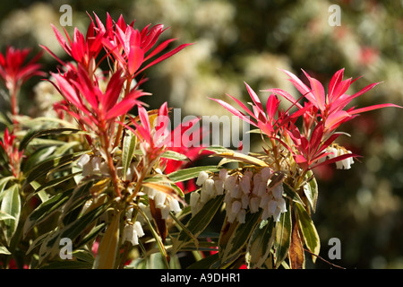 Lis de la vallée d'arbustes Pieris japonica 'Variegata' Ericaceae Banque D'Images