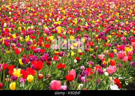 Champ de tulipes Banque D'Images