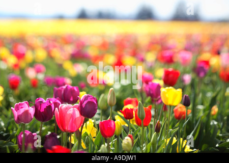 Champ de tulipes Banque D'Images