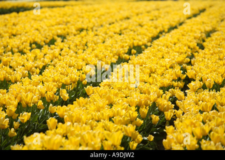 Domaine de tulipes jaune Banque D'Images