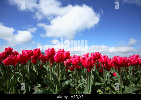 Rangée de tulipes rose vif avec ciel bleu et nuages. Banque D'Images