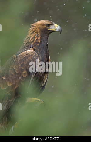 Aigle royal Aquila chrysaetos portrait dans la douche de neige oiseau captif l'Ecosse Banque D'Images