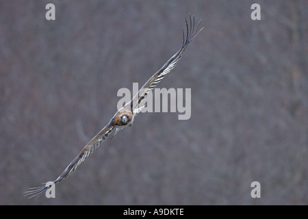 Aigle royal Aquila chrysaetos sous des profils en vol des oiseaux en captivité l'Ecosse Banque D'Images