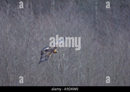 Aigle royal Aquila chrysaetos sous des profils en vol des oiseaux en captivité l'Ecosse Banque D'Images