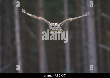 Chouette hulotte Strix Aluco enr. des profils en vol des oiseaux en captivité l'Ecosse Banque D'Images