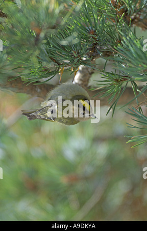 Regulus regulus Goldcrest alimentation adultes pin sylvestre en hiver l'Ecosse Banque D'Images