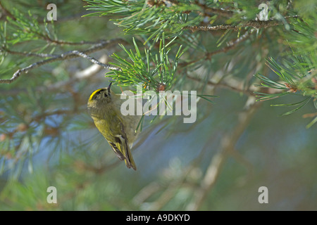 Regulus regulus Goldcrest alimentation adultes pin sylvestre en hiver l'Ecosse Banque D'Images