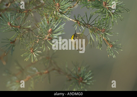 Regulus regulus Goldcrest alimentation adultes pin sylvestre en hiver l'Ecosse Banque D'Images