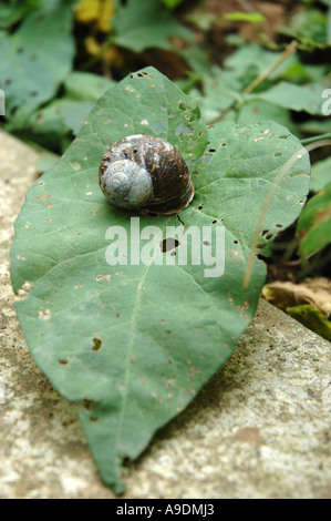 Coquille d'escargot sur une feuille Banque D'Images