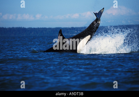 Ns10 ORQUE Orcinus orca lob tailing British Columbia Canada Océan Pacifique Photo Copyright Brandon Cole Banque D'Images