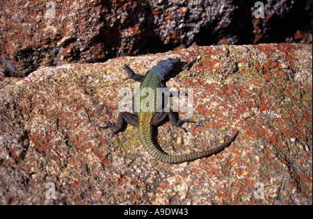 Crataegus monogyna lézard bleu dirigé lui-même le soleil sur multi coloured rock, Zimbabwe Banque D'Images