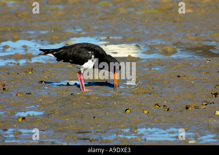 L'huîtrier Variable Haematopus unicolor Ngunguru Nouvelle-zélande estuaire Banque D'Images