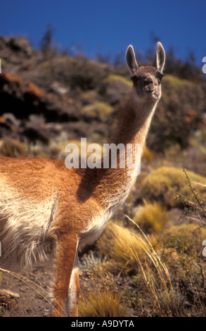 Guanacos (Lama guanicoe) dans le Parc National Torres del Paine, Patagonie, Chili