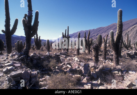 Quebrada de Humahuaca, Province de Jujuy, Argentine Banque D'Images