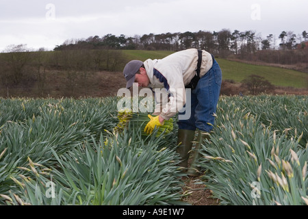 La jonquille, la cueillette commerciale picker et la récolte d'algues de la jonquille au Scottish Farm, Montrose Basin, Aberdeenshire, UK Banque D'Images