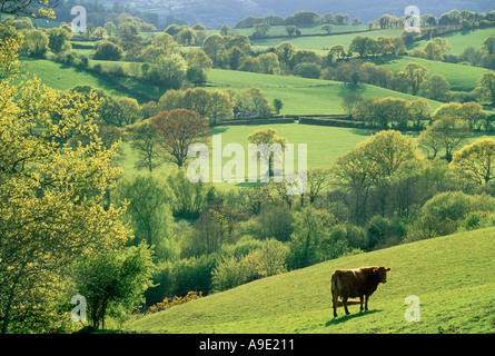 Les vaches rouges Devon Devon England UK au champ Banque D'Images